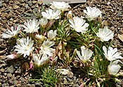 Lewisia rediviva