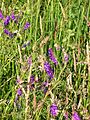 Zottige Wicke in Wiesenvegetation