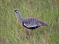 male Hartlaub's Bustard (thanks to JMK for id)