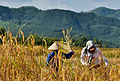 Harvesting rice