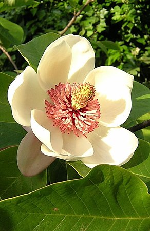 Flor de Magnolia sp. sem diferenciação em cálice e corola.