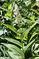 Unbranched, upright stem: M. racemosum amplexicaule