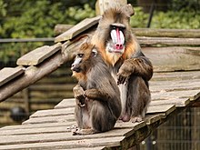 Male and female mandrill sitting down