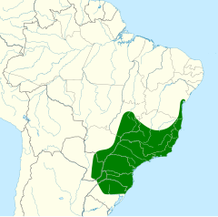 Distribuição do benedito-de-testa-amarela