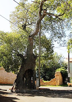 The mediterranean Ladonja tree , C. australis (planted in the early 16th century)