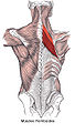 Rhomboid muscles.