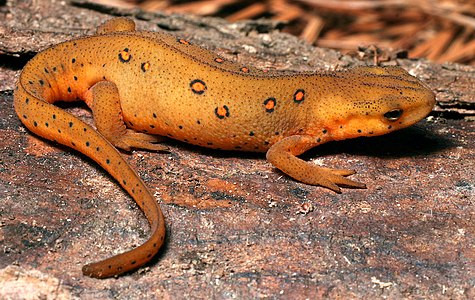 Eastern newt, by Cotinis (edited by Fir0002)