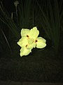 Dietes bicolor amarela (Brasil)