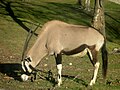 Gemsbok