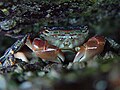 Hemigrapsus nudus o purple shore crab