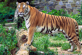 A Bengal tiger (Panthera tigris tigris)