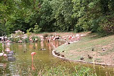 Flamants roses et oiseaux aquatiques en 2006.