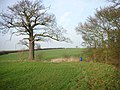 Parish Boundary Tree. The tree stands on the boundary between Clopton and Lilford-cum-Wigsthorpe.