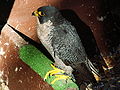 Peregrine Falcon