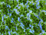 Using the biological design of chloroplasts to design a more effective way of turning solar energy into future sources of power