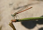 Agrion orangé