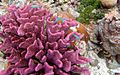 Pocillopora meandrina, Pocilloporidae