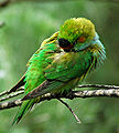 Purple-crowned lorikeet