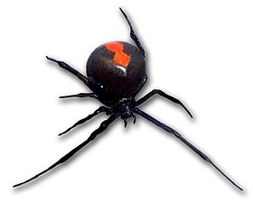 Fêmea de Latrodectus hasseltii