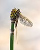 A mayfly on a horsetail strobilus.