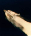 Space Shuttle Challenger disaster