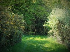 Sentier bocager au Puiset-Doré dans le sud-ouest.