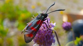 4:e plats, Zygaena filipendulae, fotograferad i Båtstad-Mellsta.