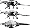 Artist's skeletal reconstruction of Europelta.