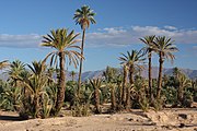 Palm groves around town