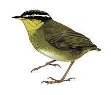 Drawing of Neumann's warbler