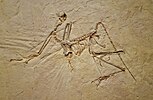 Urvogel (Archaeopteryx bavarica), Oberer Jura der Solnhofener Plattenkalke, ca. 150 Mio. Jahre, Solnhofen, Bayern