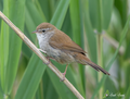 Usignolo di fiume (Cettia cetti)