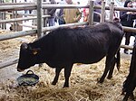 photo couleur d'une vache noire à raie dorsale sombre et courtes cornes. Le mufle noir est cerclé de blanc.