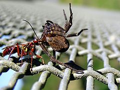 Description de cette image, également commentée ci-après