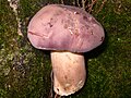 Xanthoconium purpureum