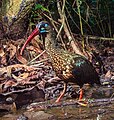 Spot-breasted ibis