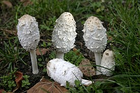 Навозник белый (Coprinus comatus)