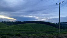 A cloudy sunset over tea leaves in Mitooma District in Western Uganda.