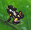 Brazil-nut poison frog