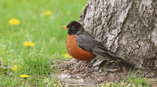A fluffed up American Robin standing by a tree surrounded by dandelions and grass