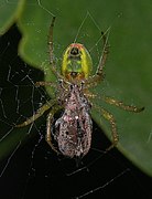 Underside of a female with a captured weevil