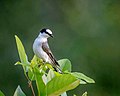 Minivet cendré