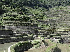 Batad Rice Terraces paddies 03