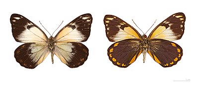 Museum specimen ♂ Both side