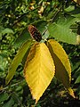 میوه‌ی رسیده‌ی نوعی درخت توس (Betula lenta)