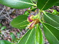 Bontia daphnoides, uzgojena, Oahu.