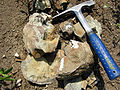 Geologist's hammer