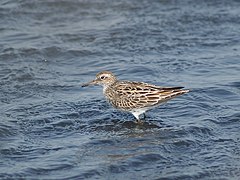 Description de l'image Calidris acuminata P4233992.jpg.