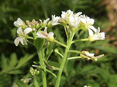 茎先に長さ5cmほどの総状花序をつけ、白色の十字形の4弁花を比較的多数つける。