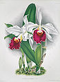 Cattleya clymene, in L'Illustration horticole